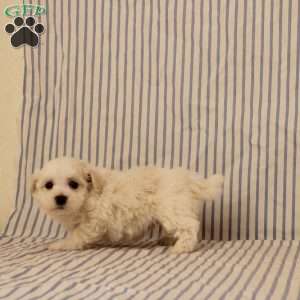 Nyland, Maltipoo Puppy
